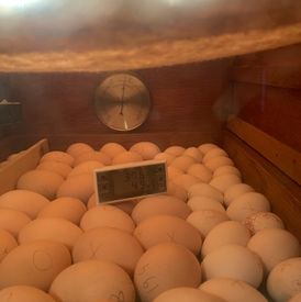 Eieren in de broedmachine